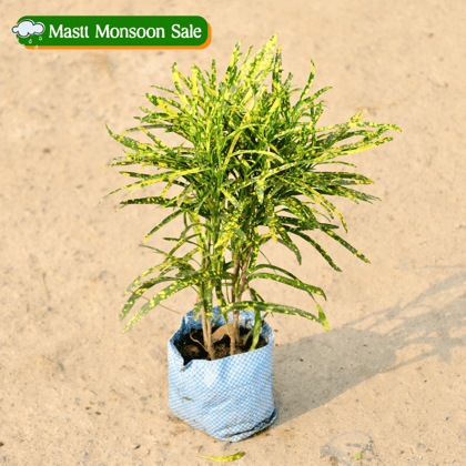 Buy Chironji Croton in 4 Inch Nursery Bag Online | Urvann.com