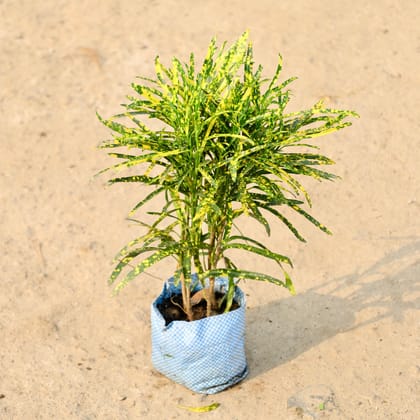 Buy Chironji Croton in 4 Inch Nursery Bag Online | Urvann.com
