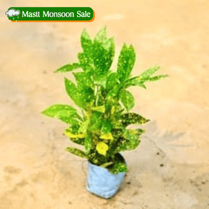 Baby Croton in 4 Inch Nursery Bag