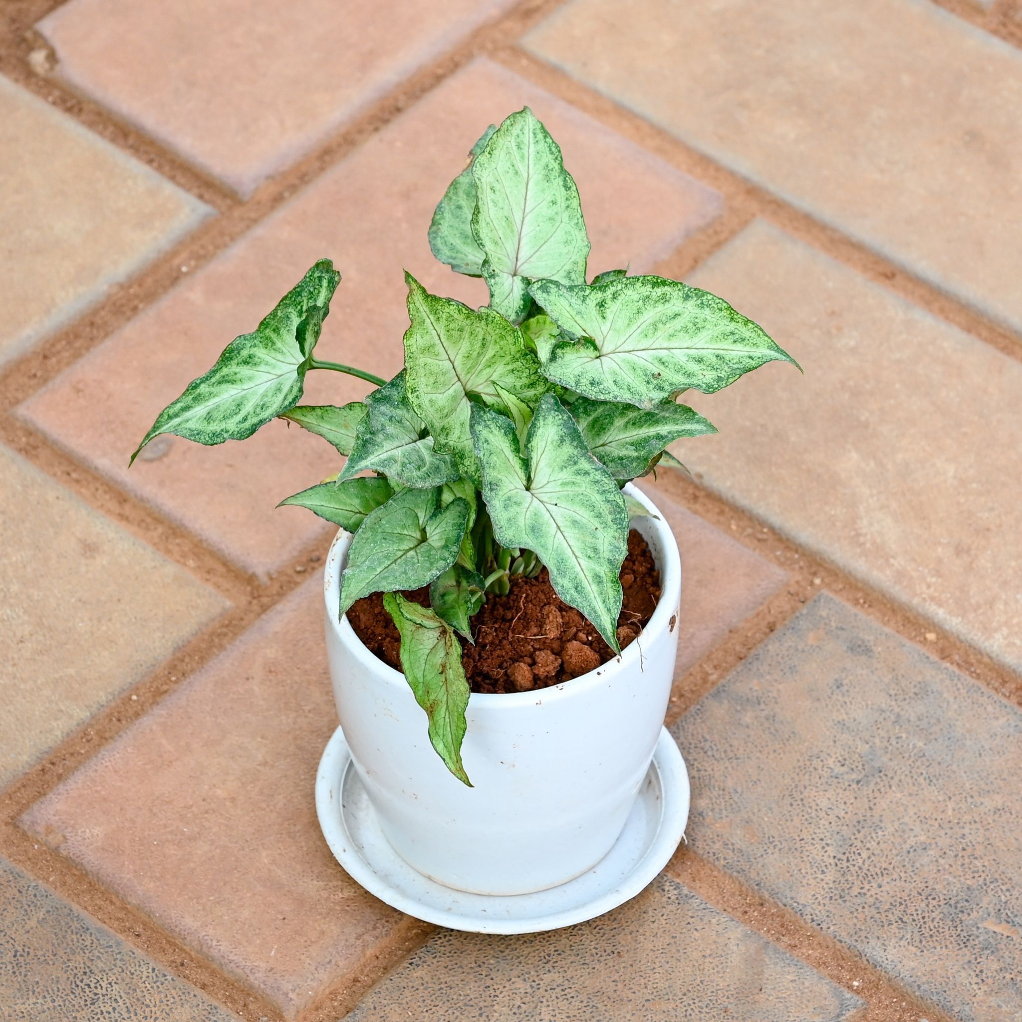 Gift Ready - Syngonium Pixie Green in 4 Inch Classy White Cup Ceramic Pot with Tray With a Chic Bag