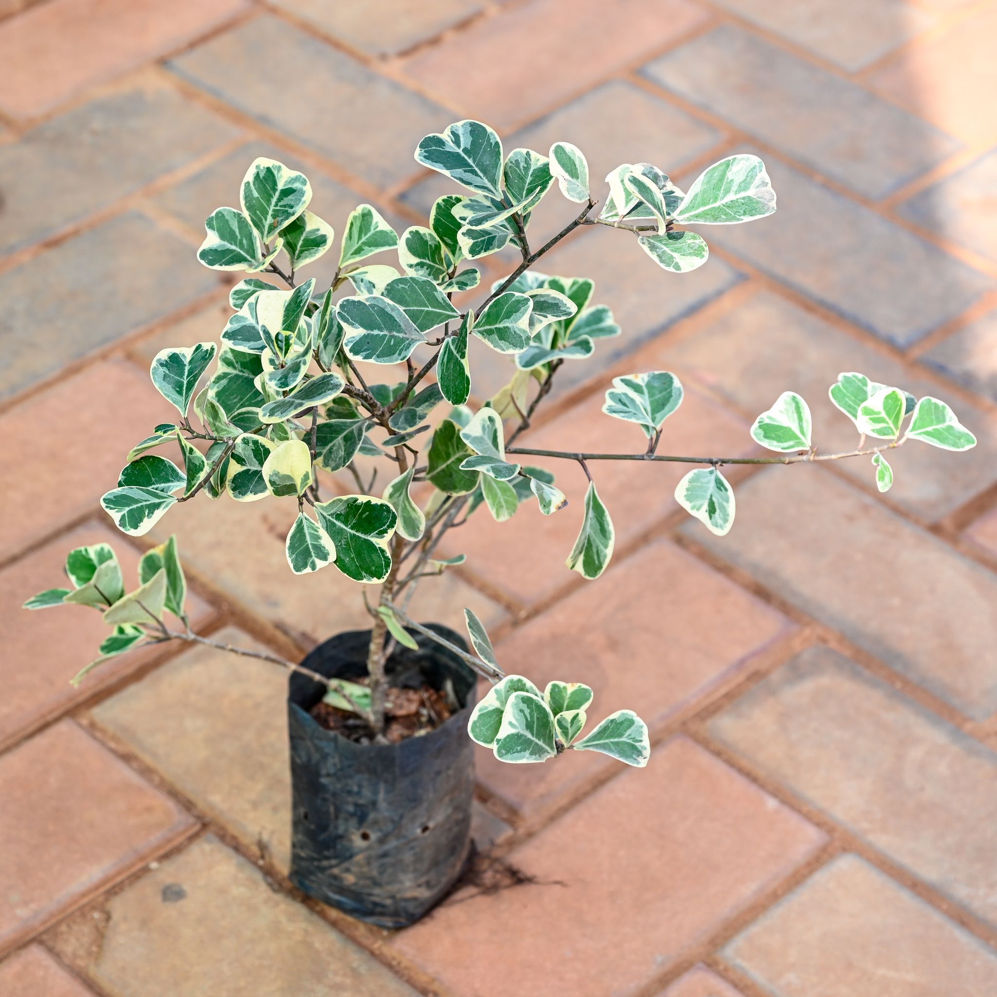 Ficus White in 4 Inch Nursery bag