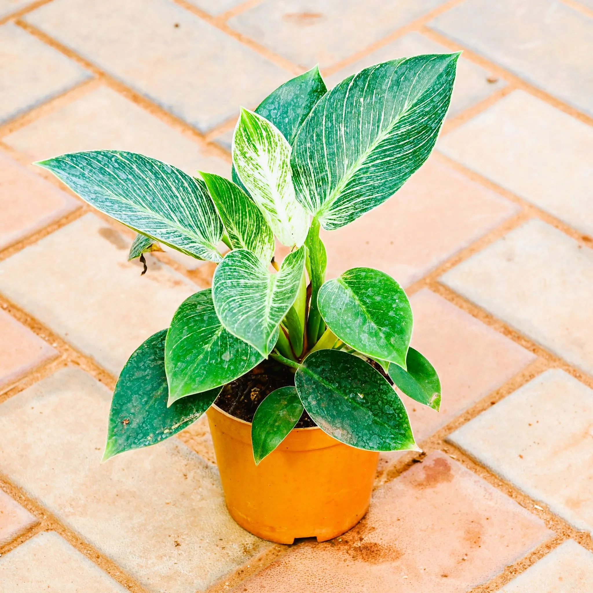 Philodendron Birkin Bushy in 5 Inch Nursery Pot