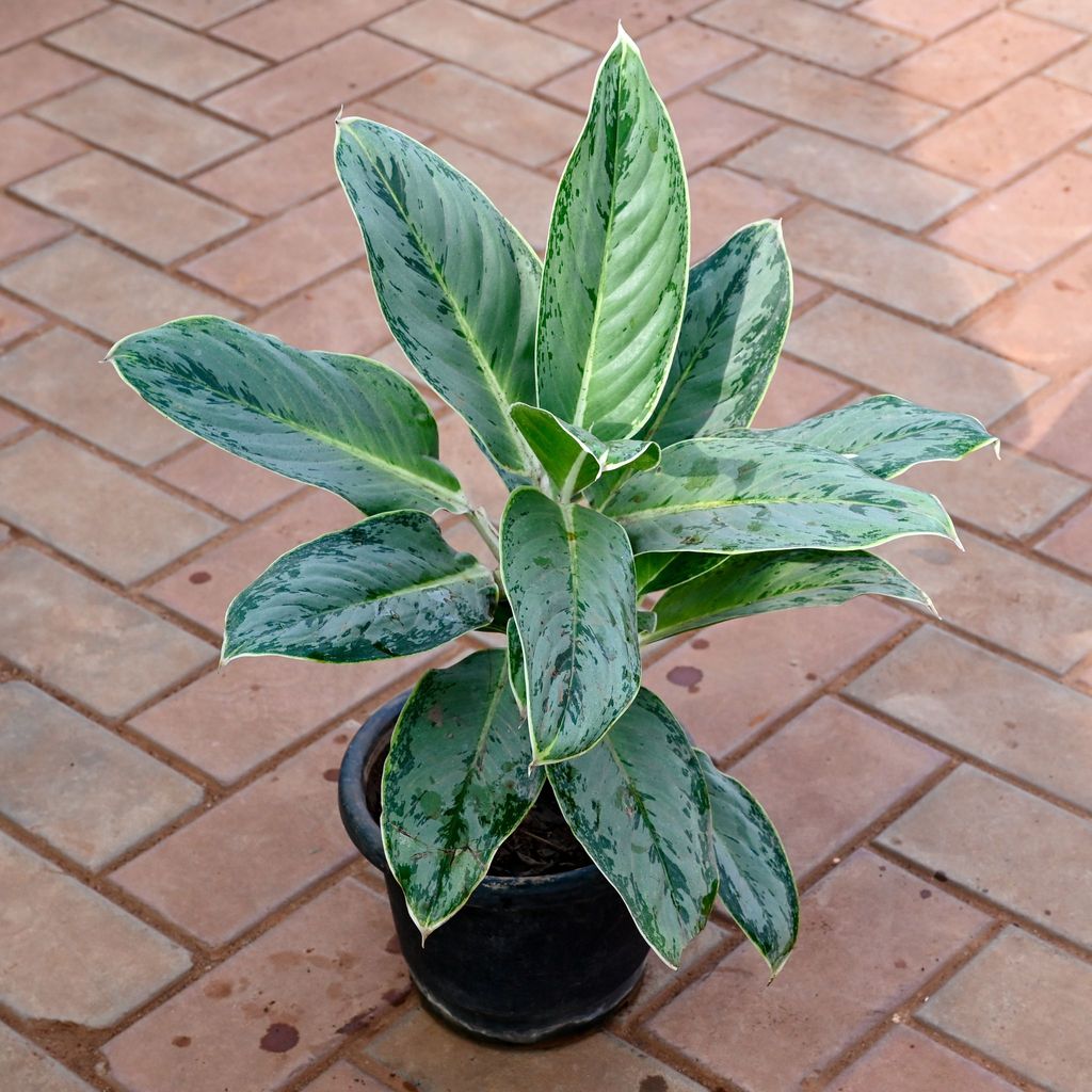 Aglaonema Emerald Beauty Bushy in 8 Inch Nursery Pot