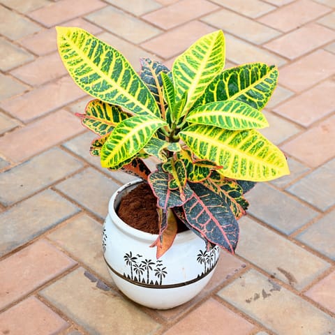 Croton Petra in 8 Inch Classy Matki Designer Ceramic Pot (any colour & design)