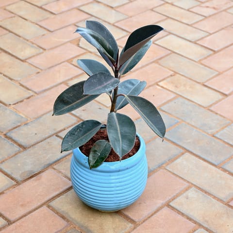Rubber Plant in 8 Inch Classy Matki Designer Ceramic Pot (any colour)