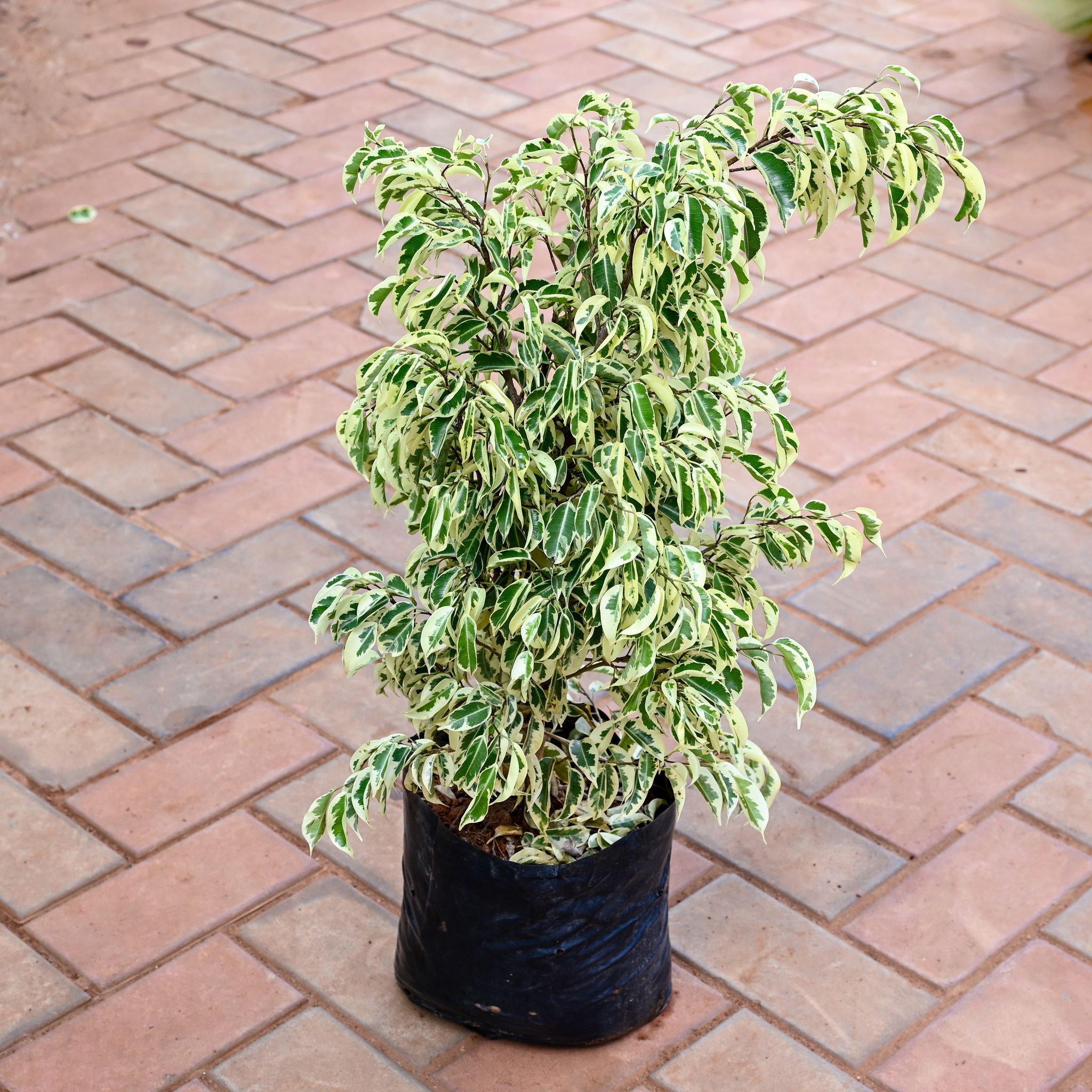 Ficus Starlite in 8 Inch Nursery bag