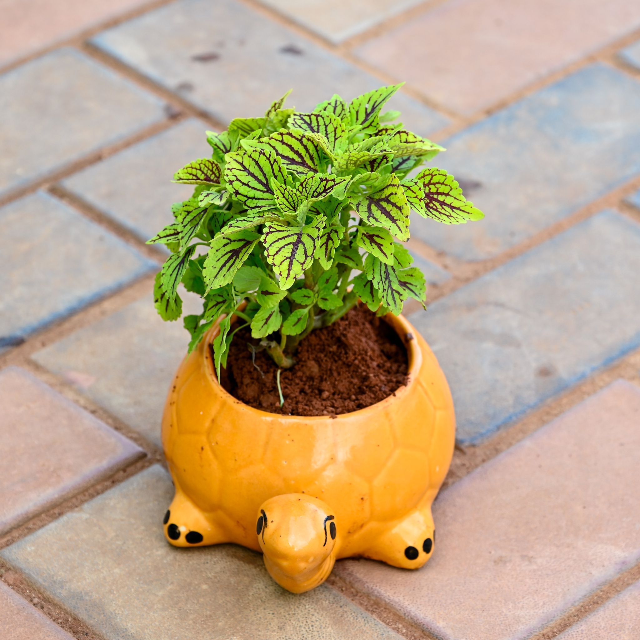 Gift Ready - Coleus Green (any design) in 5 Inch Classy Turtle Designer Ceramic Pot (any design & colour)