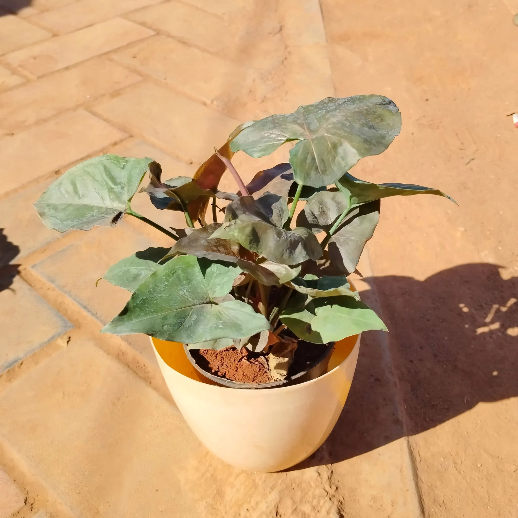 Syngonium Black in 6 Inch Beige Marble Premium Orchid Round Plastic Pot