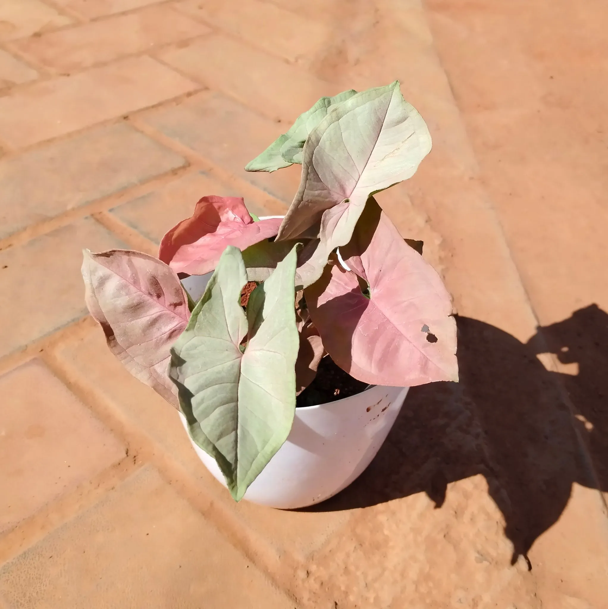 Syngonium Pink in 6 Inch White Premium Orchid Round Plastic Pot