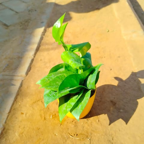 Money Plant Green in 4 Inch Yellow Premium Orchid Round Plastic Pot