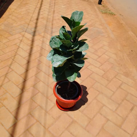 Fiddle Leaf Fig / Ficus Lyrata (~ 3 Ft) in Inch 10 Inch Terracotta Red Olive Plastic Pot with Tray
