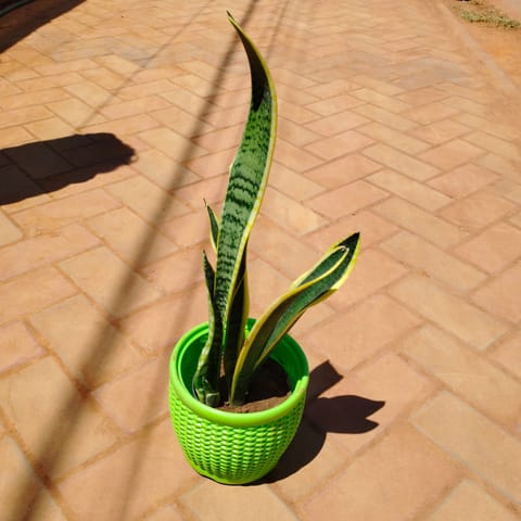 Snake Yellow Long in 8 Inch Green Marble Premium Matt Classic Plastic Pot