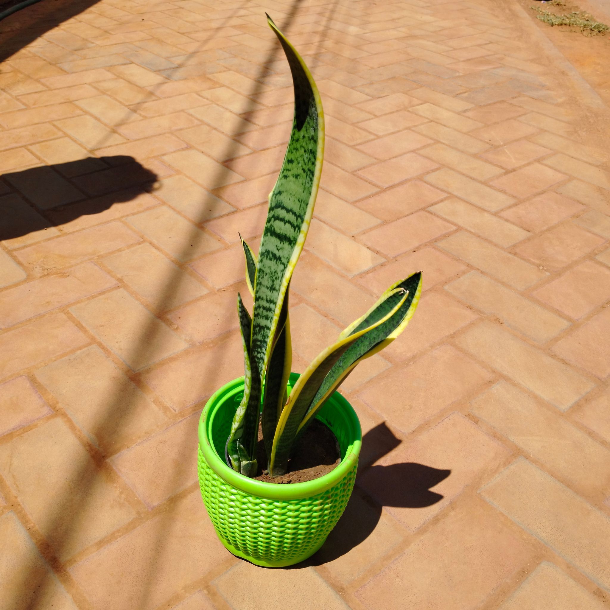 Snake Yellow Long in 8 Inch Green Marble Premium Matt Classic Plastic Pot