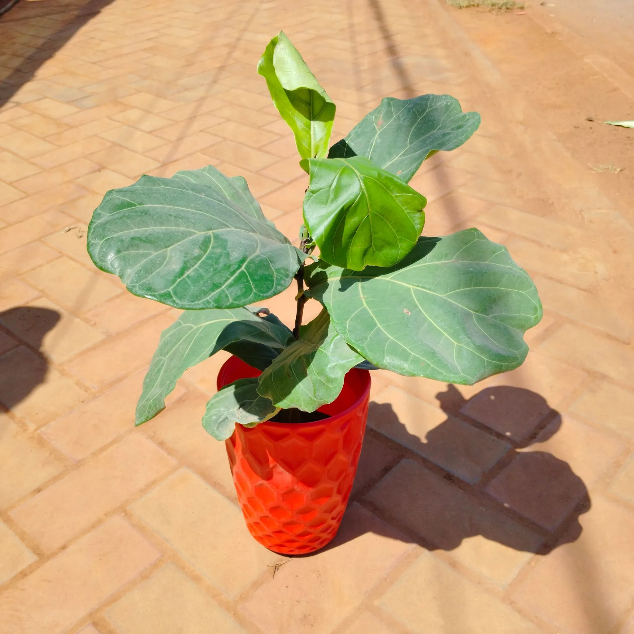 Fiddle Leaf Fig / Ficus Lyrata in 8 Inch Red Premium Royal Plastic Pot