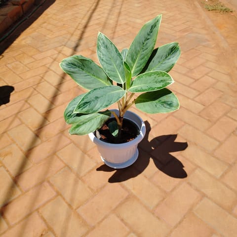 Aglaonema Silver in 10 Inch White Olive Plastic Pot with Tray