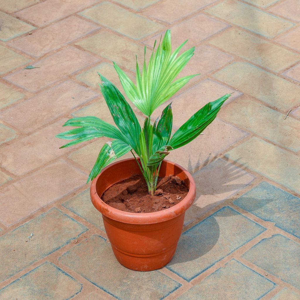 China / Fan Palm in 7 Inch Classy Red Plastic Pot