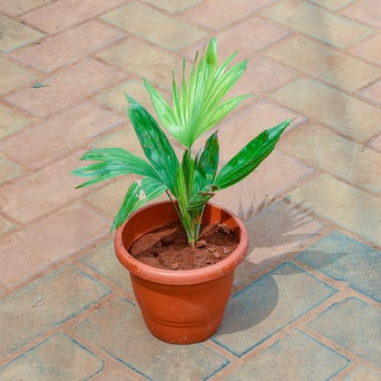 Buy China / Fan Palm  in 7 Inch Classy Red Plastic Pot Online | Urvann.com