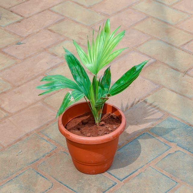 China / Fan Palm in 7 Inch Classy Red Plastic Pot