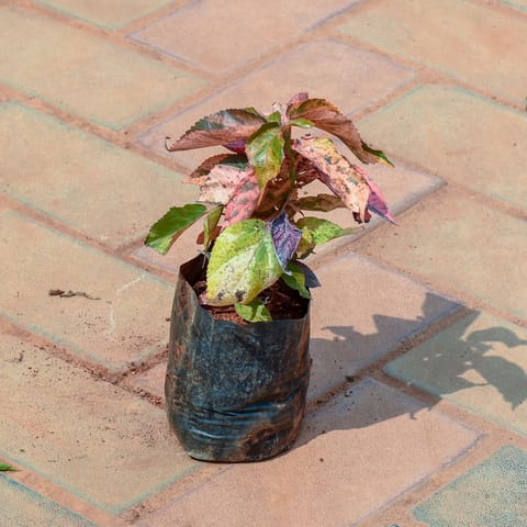 Acalypha in 4 Inch Nursery Bag