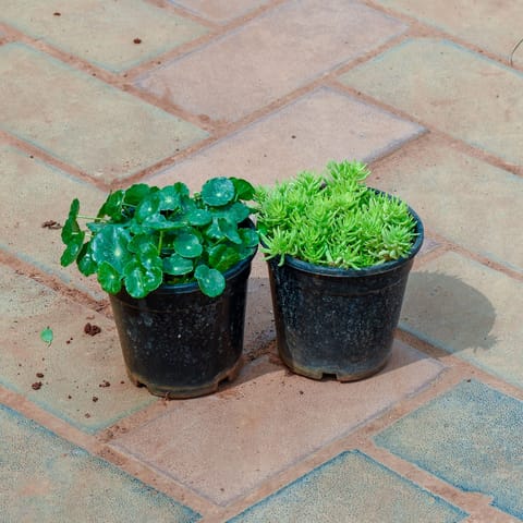 Set of 2 - Brahmi Dollar / Pennywort & Sedum Golden Succulent in 4 Inch Nursery Pot