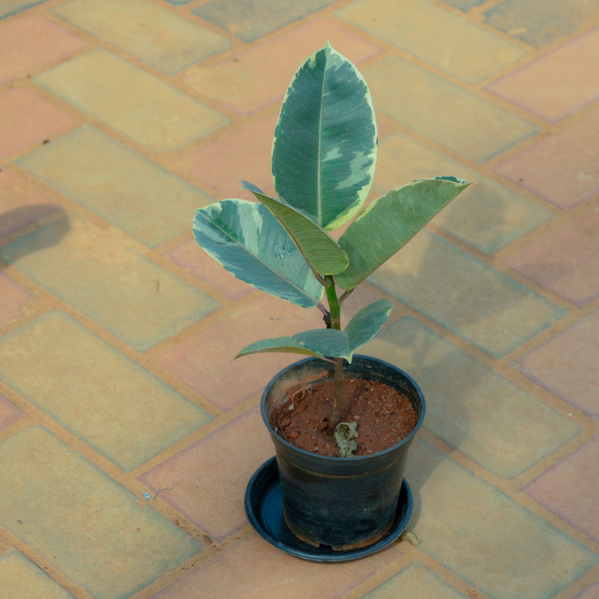 Rubber Green in 5 Inch Nursery Pot With Tray