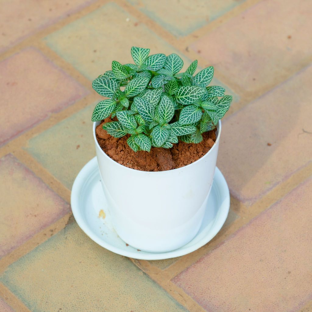 Buy Fittonia / Nerve Plant in 5 Inch White Premium Sphere Plastic Pot with Tray Online | Urvann.com Fittonia / Nerve Plant in 5 Inch White Premium Sphere Plastic Pot with Tray