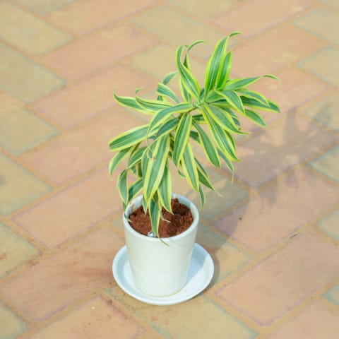 Gift Ready - Song Of India in 5 Inch White Premium Sphere Plastic Pot with Tray With a Chic Bag