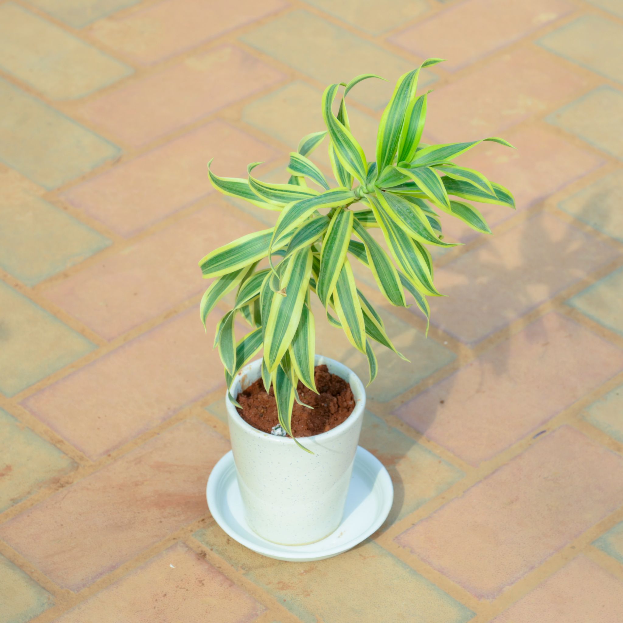 Gift Ready - Song Of India in 5 Inch White Premium Sphere Plastic Pot with Tray With a Chic Bag