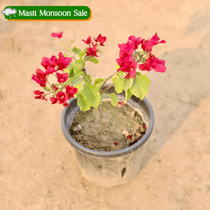 Bougainvillea Red in 8 Inch Nursery Pot
