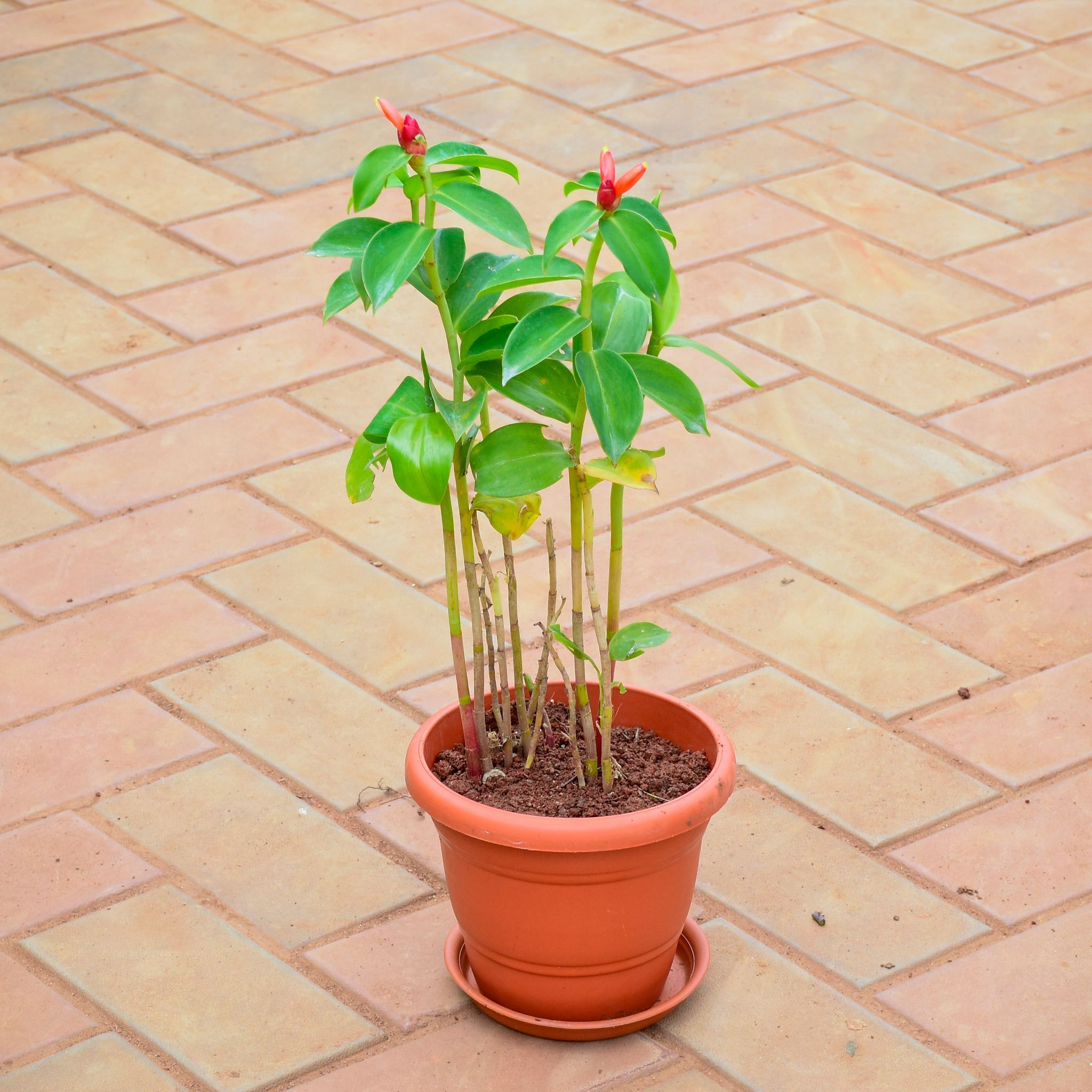 Sugar Plant in 7 Inch Classy Red Plastic Pot with Tray