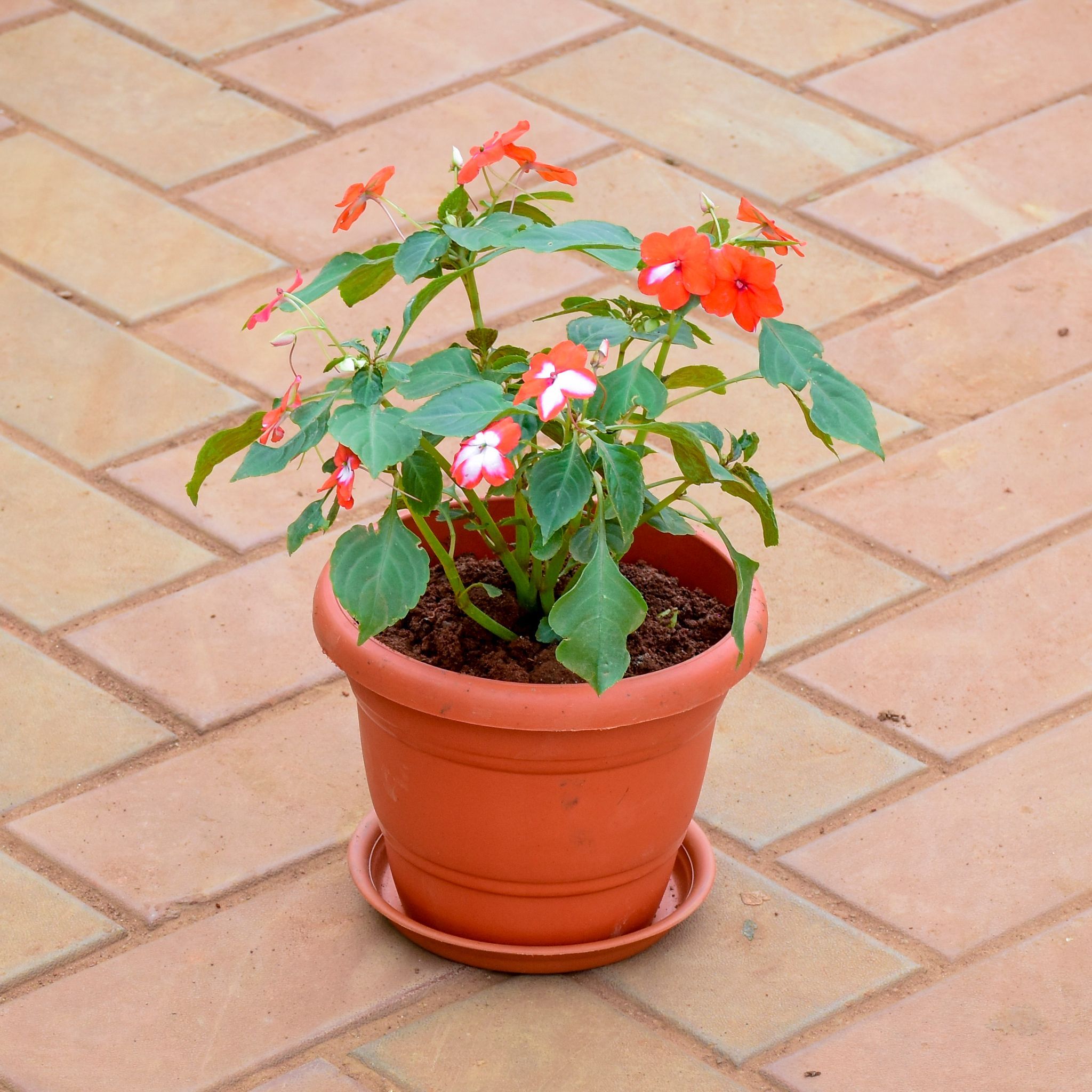 Impatiens Balsamina (any colour) in 7 Inch Classy Red Plastic Pot with Tray