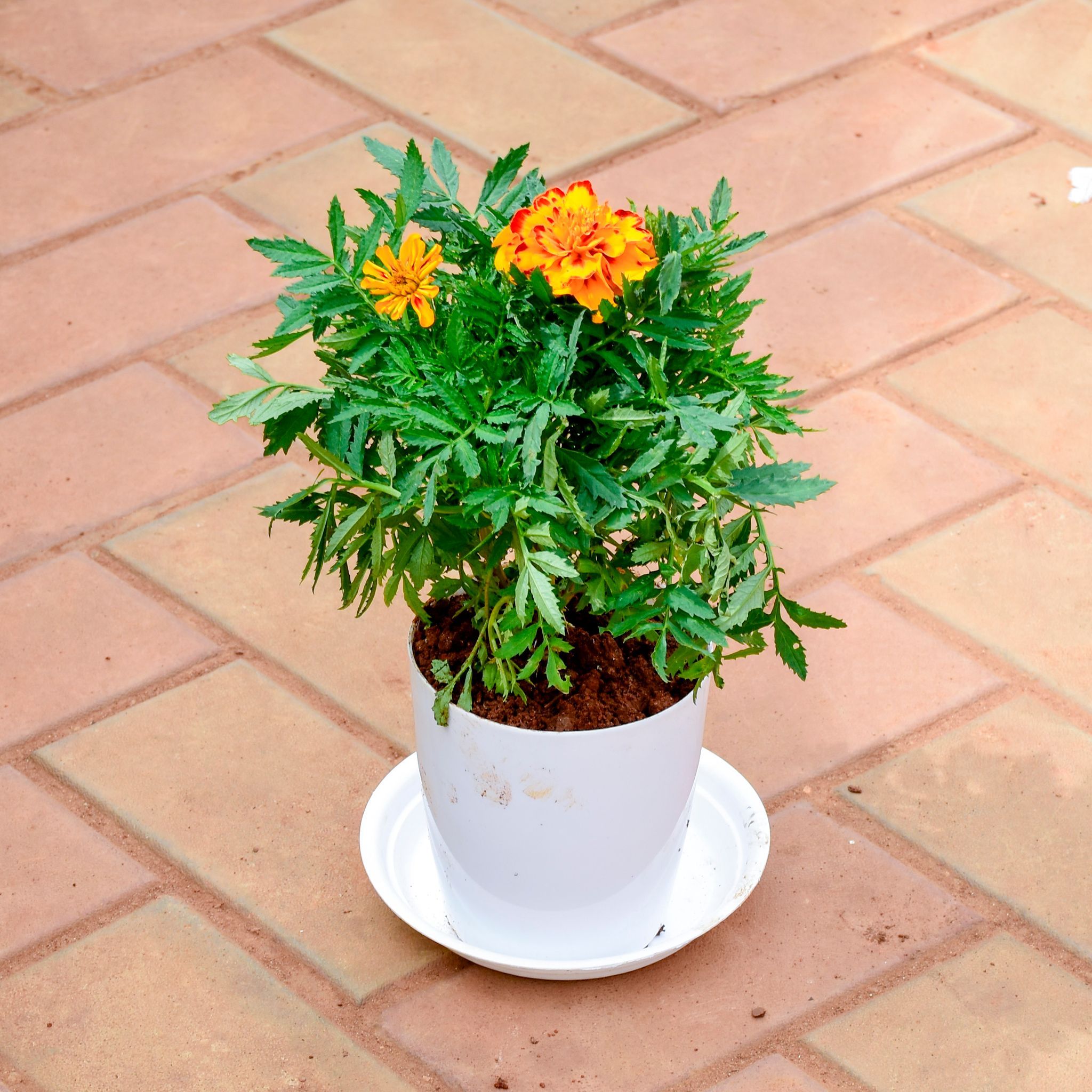 Marigold / Genda Orange in 5 Inch White Premium Sphere Plastic Pot with Tray