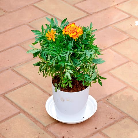 Marigold / Genda Orange in 5 Inch White Premium Sphere Plastic Pot with Tray