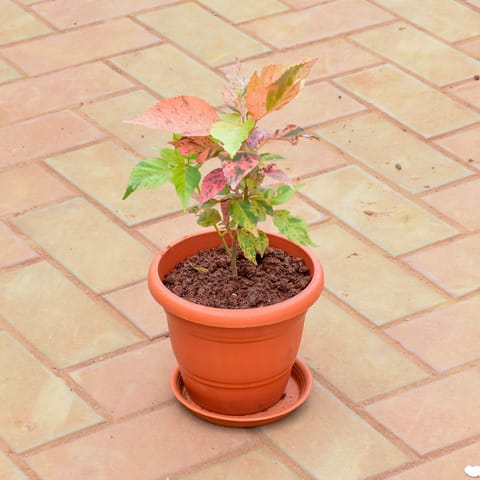 Acalypha in 7 Inch Classy Red Plastic Pot with Tray