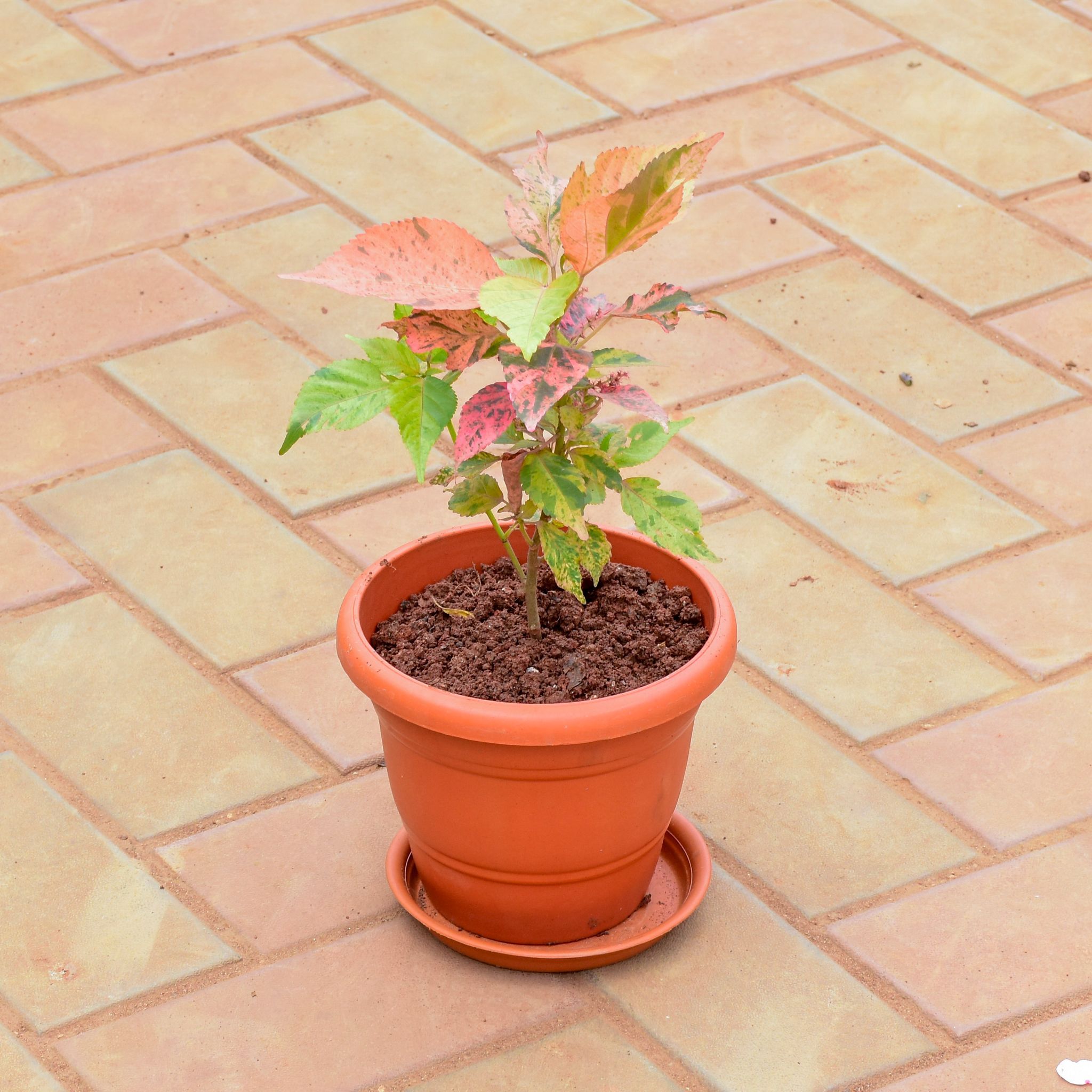 Acalypha in 7 Inch Classy Red Plastic Pot with Tray
