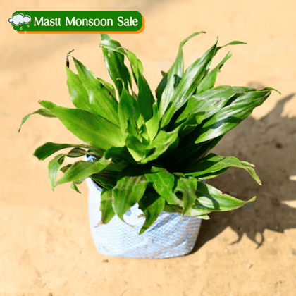 Dracaena Compacta in 4 Inch Nursery Bag