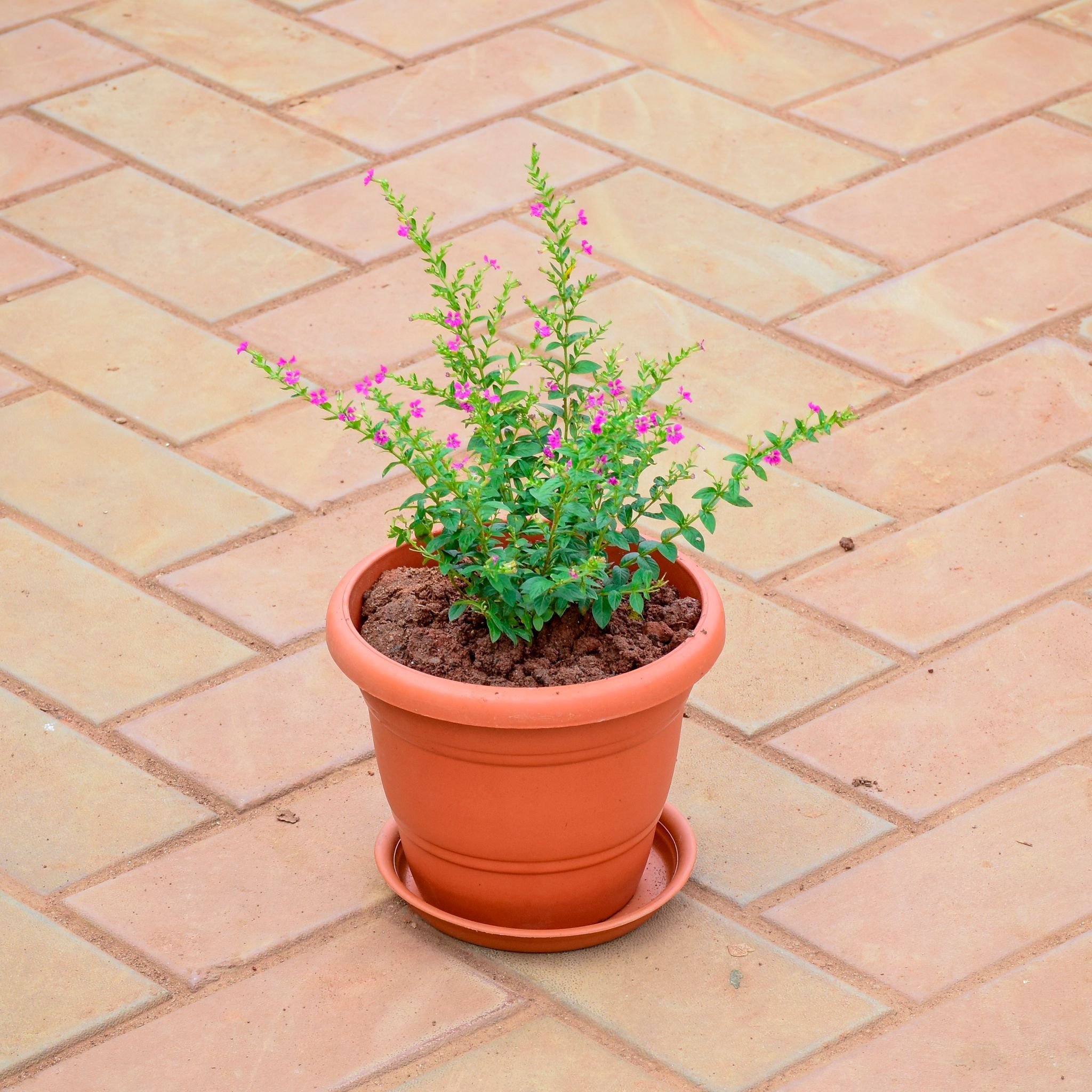 Cuphea / False Heather (any colour) in 7 Inch Classy Red Plastic Pot with Tray