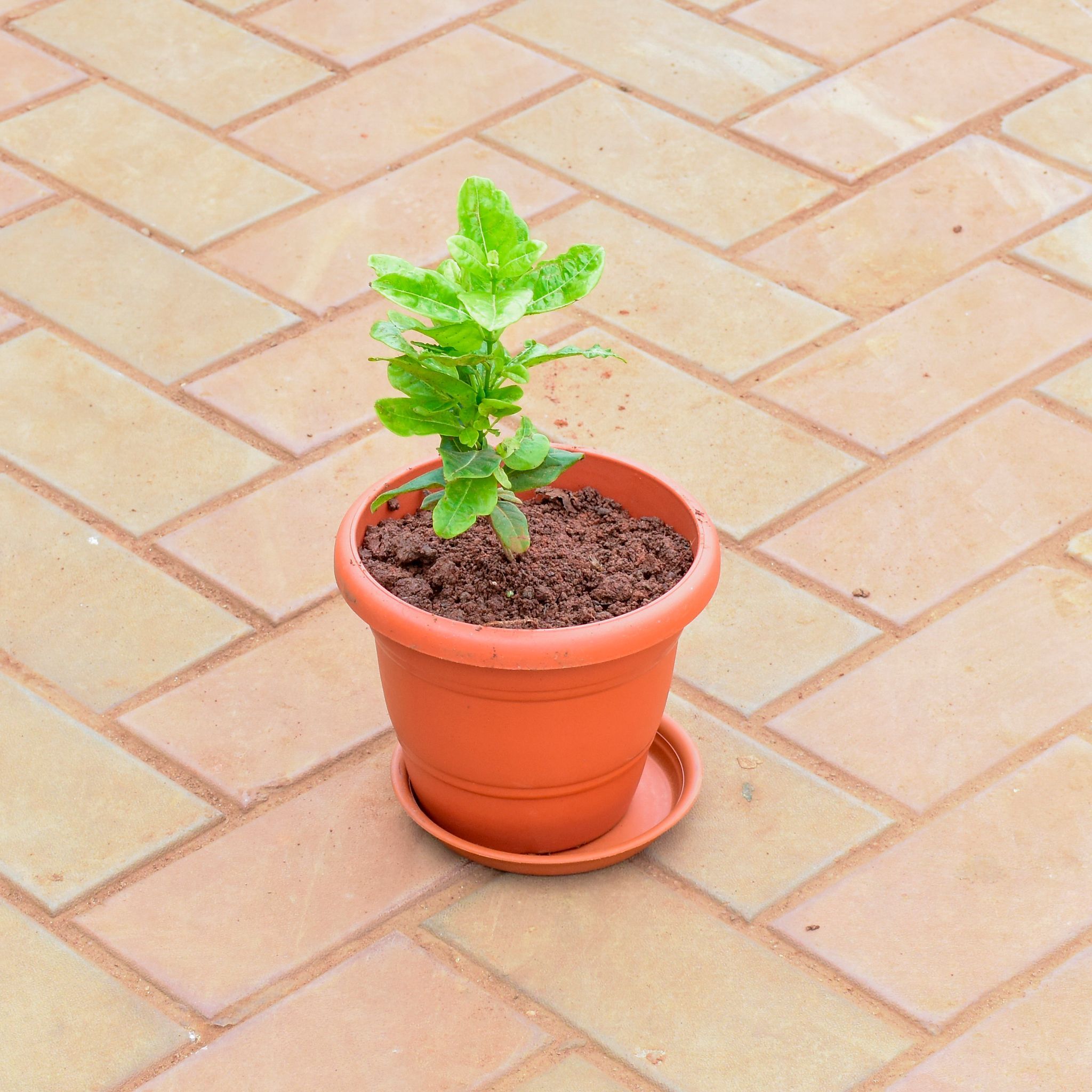 Allamanda (any colour) in 7 Inch Classy Red Plastic Pot with Tray