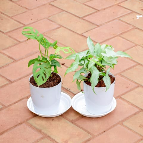 Set of 2 - Monstera Broken Heart & Syngonium Small Leaf in 5 Inch White Premium Sphere Plastic Pot with Tray