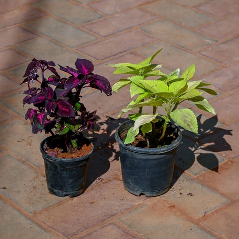 Set Of 2 - Coleus (Any Colour) in 5 Inch Nursery Pot
