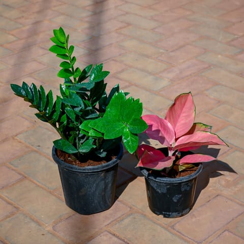 Set Of 2 - (Aglaonema & Zz Plant) in 7 Inch Nursery Pot