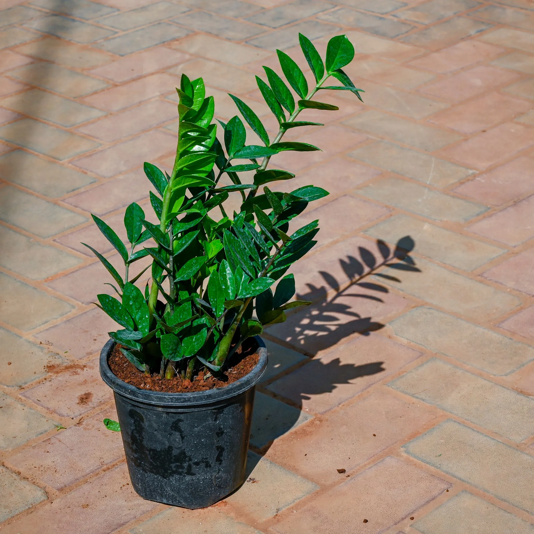 Zz Plant in 7 Inch Nursery Pot