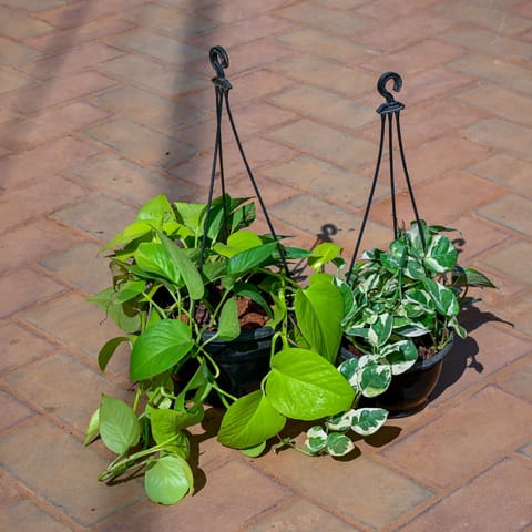 Set Of 2 - Money Plant (Golden & N'Joy) in 5 Inch Black Hanging Plastic Pot