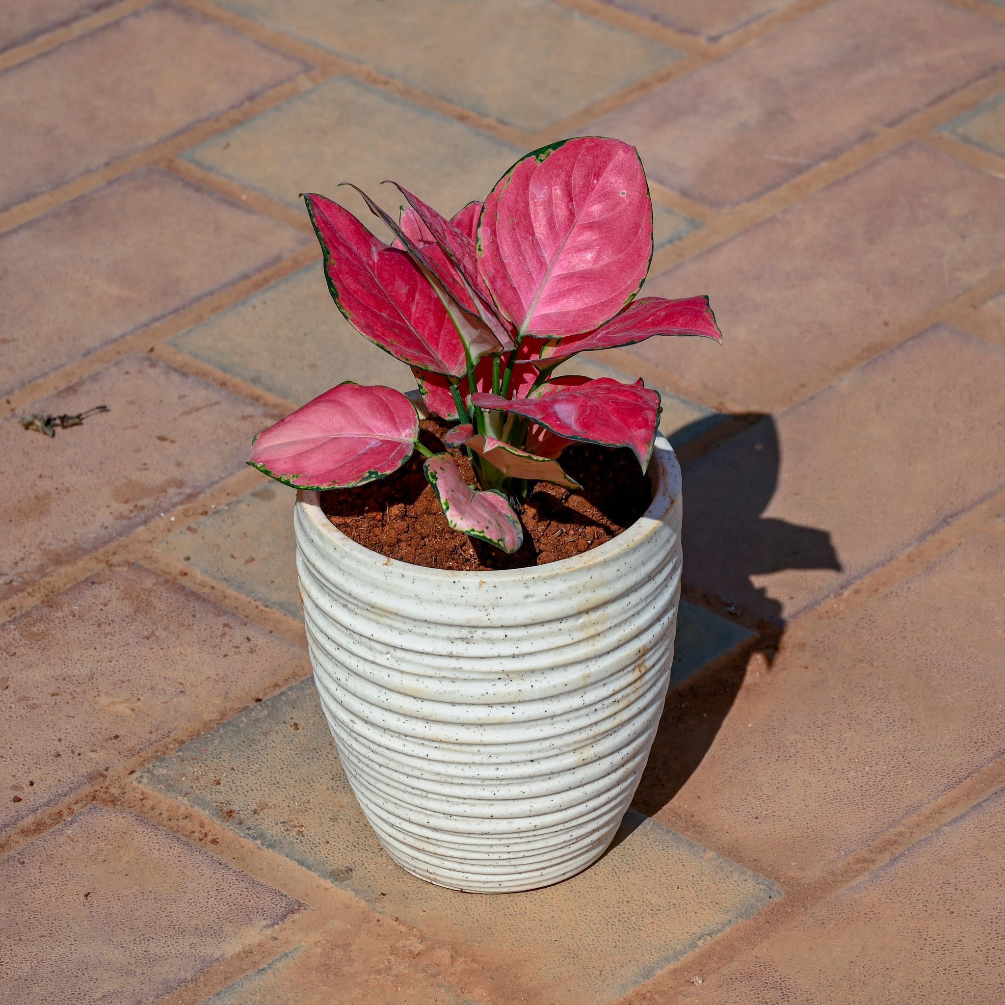 Aglaonema Pink in 5 Inch Ring Designer Ceramic Pot (Any Colour & Design)