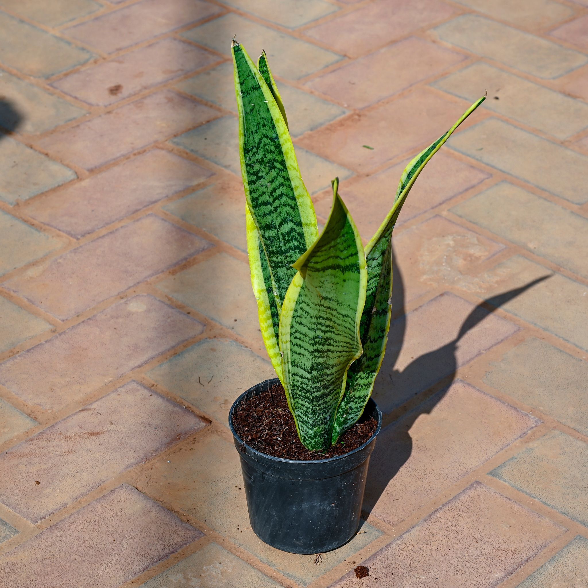 Snake Plant in 5 Inch Nursery Pot