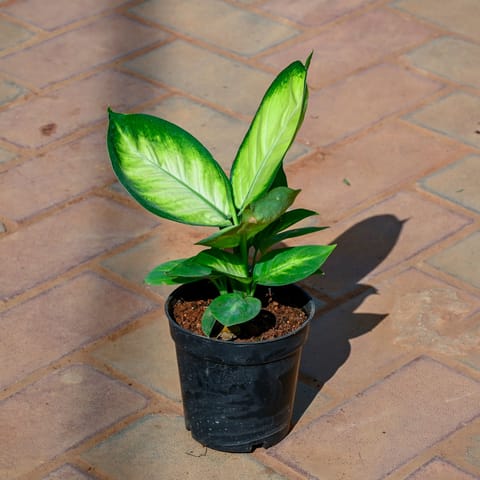 Dieffenbachia Seguin in 5 Inch Nursery Pot