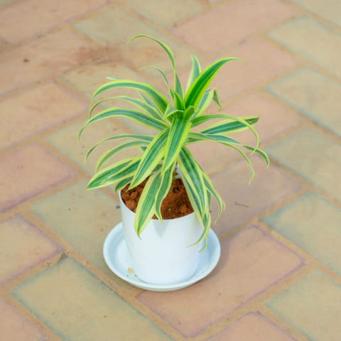Gift Ready - Song Of India in 5 Inch White Premium Sphere Plastic Pot with Tray With a Chic Bag