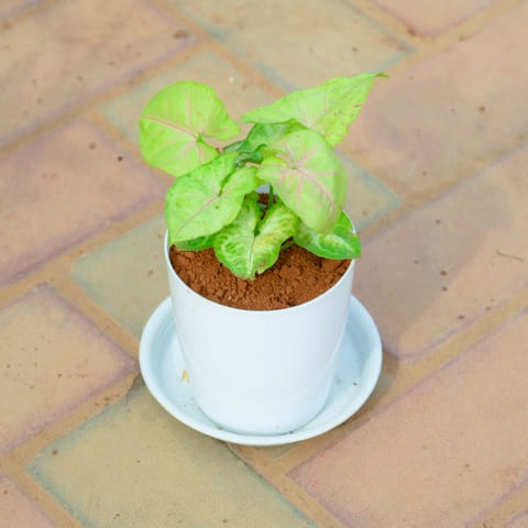 Gift Ready - Syngonium White in 5 Inch White Premium Sphere Plastic Pot with Tray