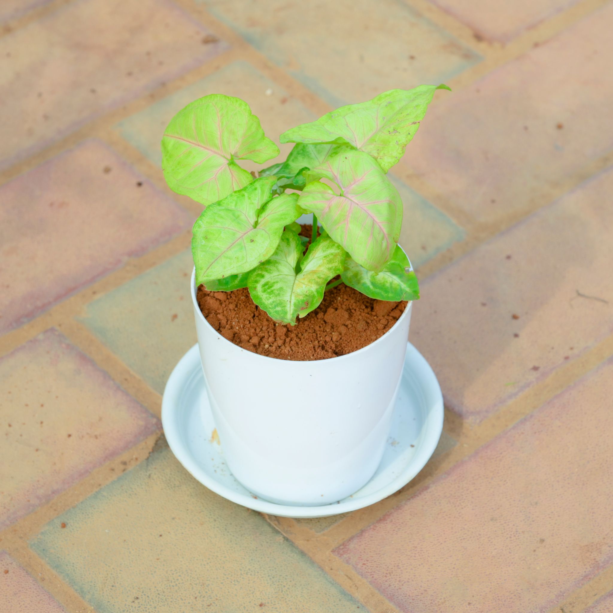 Gift Ready - Syngonium White in 5 Inch White Premium Sphere Plastic Pot with Tray