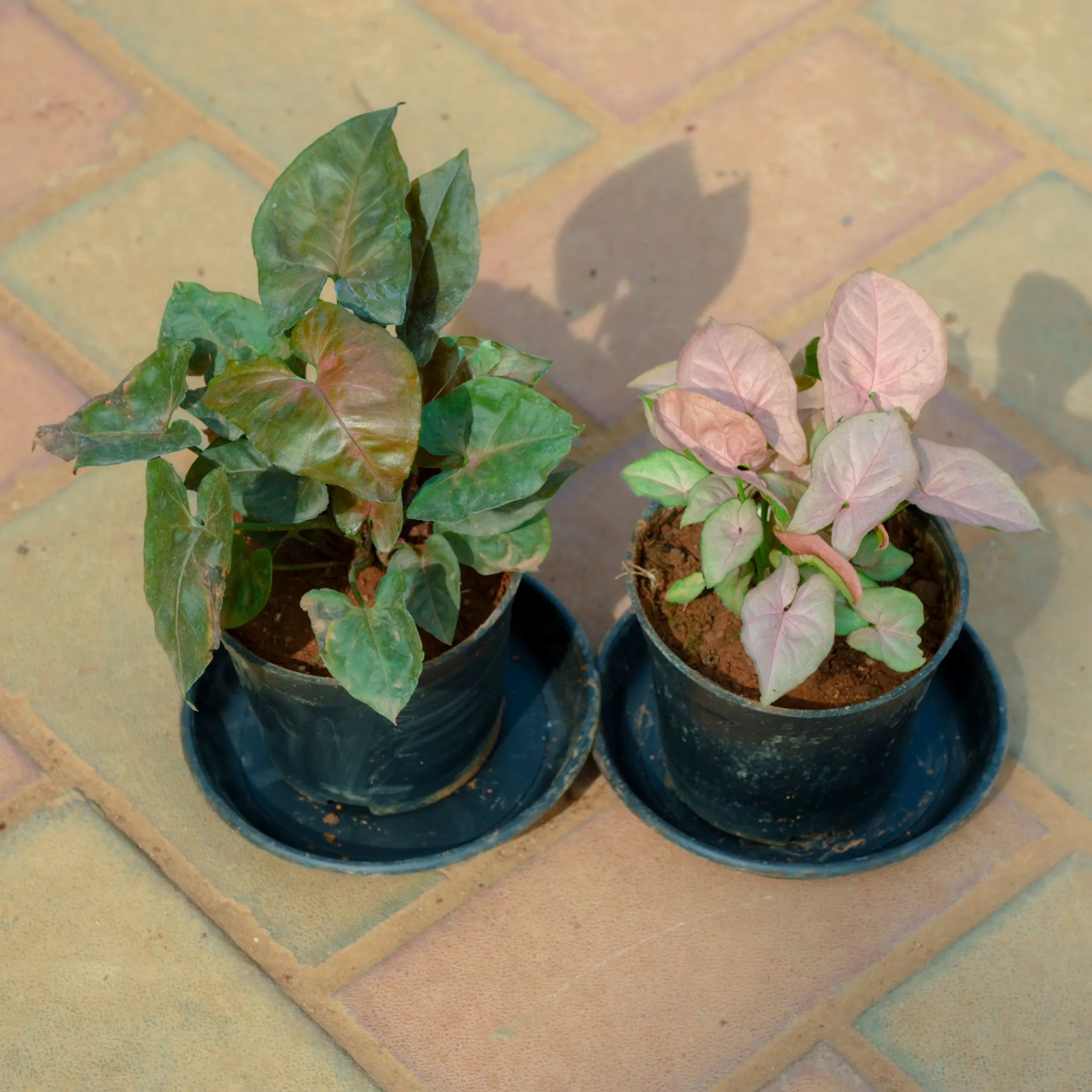 Set Of 2 - Syngonium (Pink & Black) in 4 Inch Nursery Pot With Tray